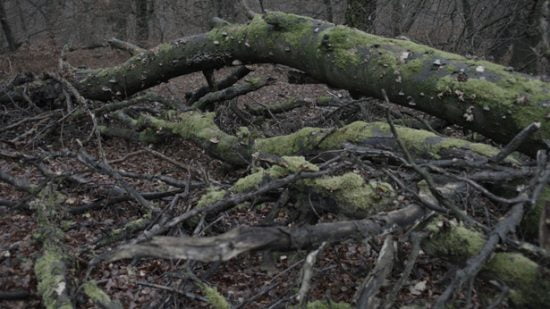 Willie Doherty, Secretion (still), 2012. Video installation, HD video projector, Blu-Ray player, stereo amplifier, two speakers, high-definition video, colour and sound, 20 minutes. © Willie Doherty. Image courtesy of the artist and Kerlin Gallery, Dublin.